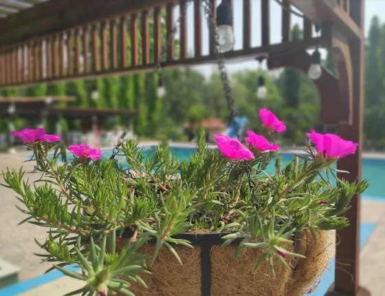 Flores colgantes junto a la piscina