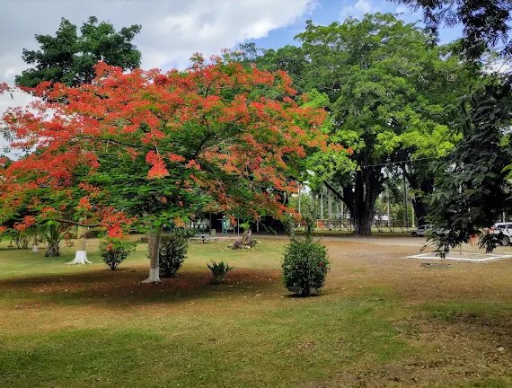 Árbol de flamboyán en flor